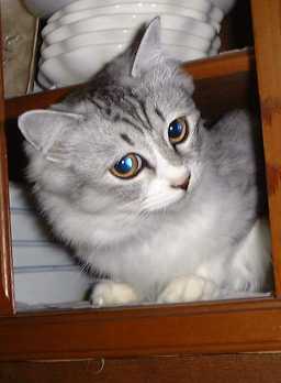 my cat
